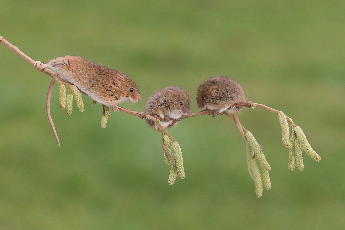 Zwergmaus (Micromys minutus) Erwachsene und 2 Jungtiere auf Zweig mit Palmkätzchen, Suffolk, England, UK, Januar, kontrolliertes Subjekt