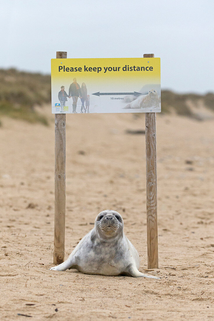 Grey Seal (Halichoerus grypus) whitecoat pup, resting on sandy beach under seal warning sign, Winterton-on-Sea, Norfolk, England, December