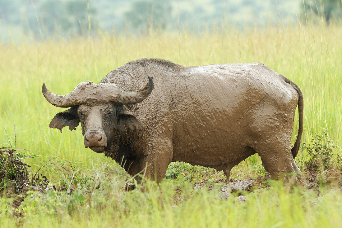 Schlammiger Afrikanischer Büffel (Syncerus caffer) nach dem Suhlen im Murchison Falls Nationalpark, Uganda.