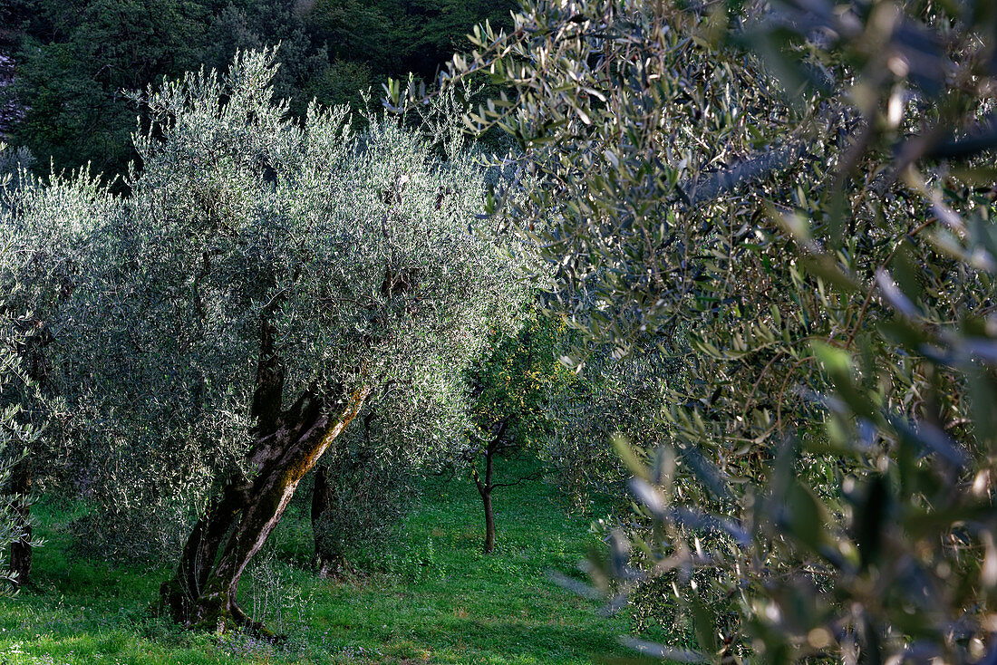 Uralter Olivenhain am Ostufer des Gardasees bei Malcesine, Provinz Verona, Venezien, Italien
