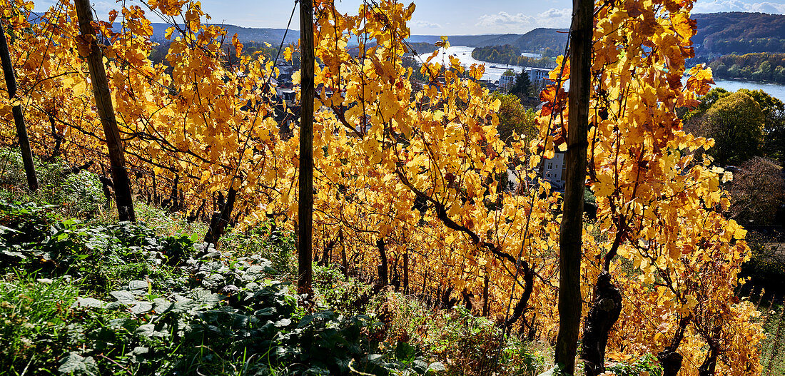 Herbstlicher Weinberg bei Bad Honnef-Rhöndorf, Nordrhein-Westfalen, Deutschland