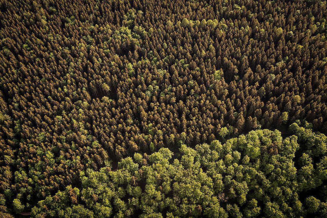 Luftaufnahme der Wälder im Donautal bei Fridingen, Naturpark Obere Donau, Baden-Württemberg, Deutschland, Europa