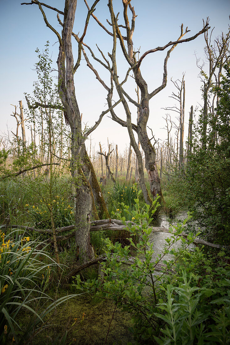 Moor Landschaft mit abgestorbenen Bäumen, Fischland-Darß-Zingst, Nationalpark Vorpommersche Boddenlandschaft, Mecklenburg-Vorpommern, Ostsee, Deutschland, Europa