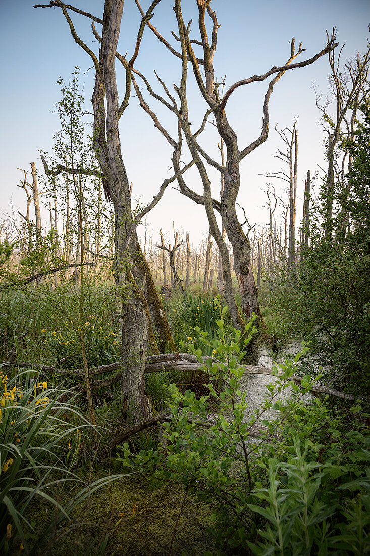 Moor landscape with dead trees, Fischland-Darß-Zingst, Vorpommersche Boddenlandschaft National Park, peninsula in Mecklenburg-Western Pomerania, Baltic Sea, Germany, Europe