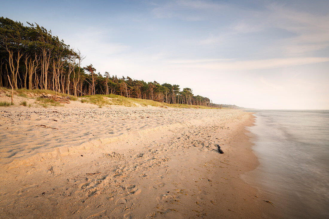 crooked trees on the west beach, Fischland-Darß-Zingst, Western Pomerania Lagoon Area National Park, peninsula in Mecklenburg-Western Pomerania, Baltic Sea, Germany, Europe