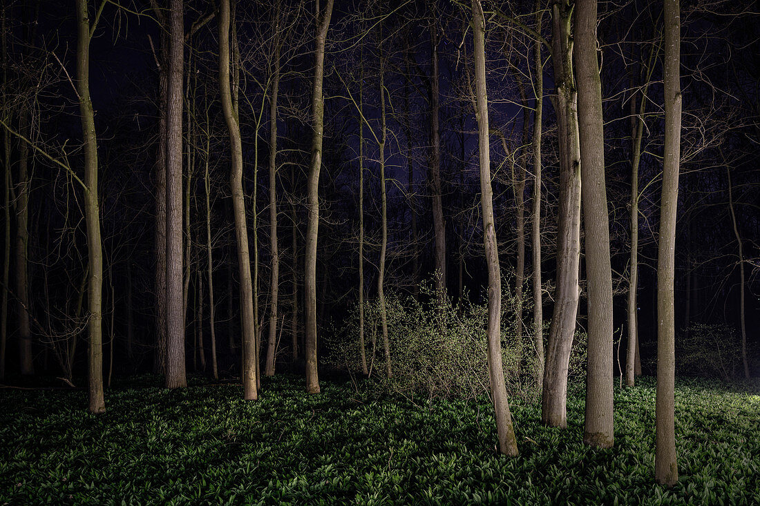 Blattlose Bäume dramatisch in der Nacht ausgeleuchtet, Wiblingen, Baden-Württemberg, Deutschland, Europa