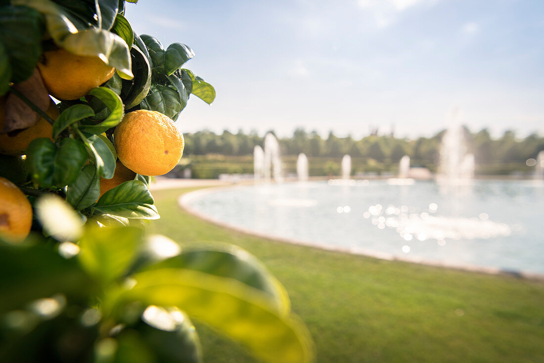 Ripe oranges in the palace garden &quot;Blooming Baroque&quot;, Ludwigsburg Palace, Stuttgart metropolitan region, Baden-Wuerttemberg, Germany, Europe