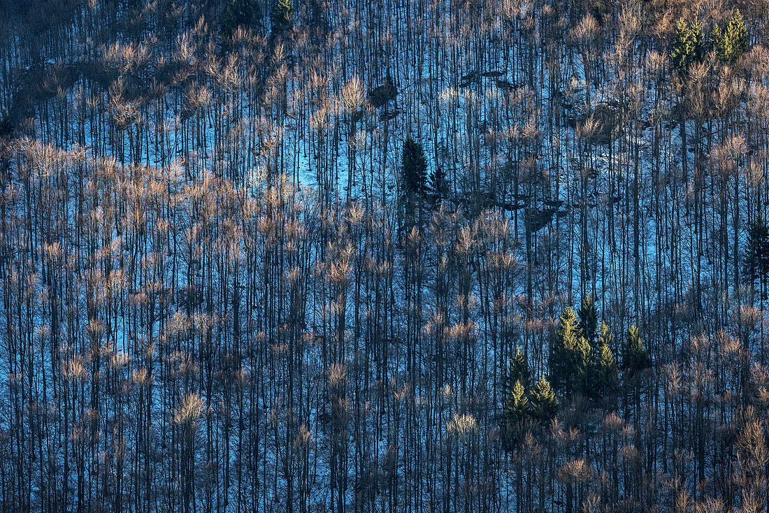 Grafische Aufnahme der Bergwälder, Naturpark Oberes Donautal im Winter, Schwäbische Alb, Baden-Württemberg, Deutschland, Europa