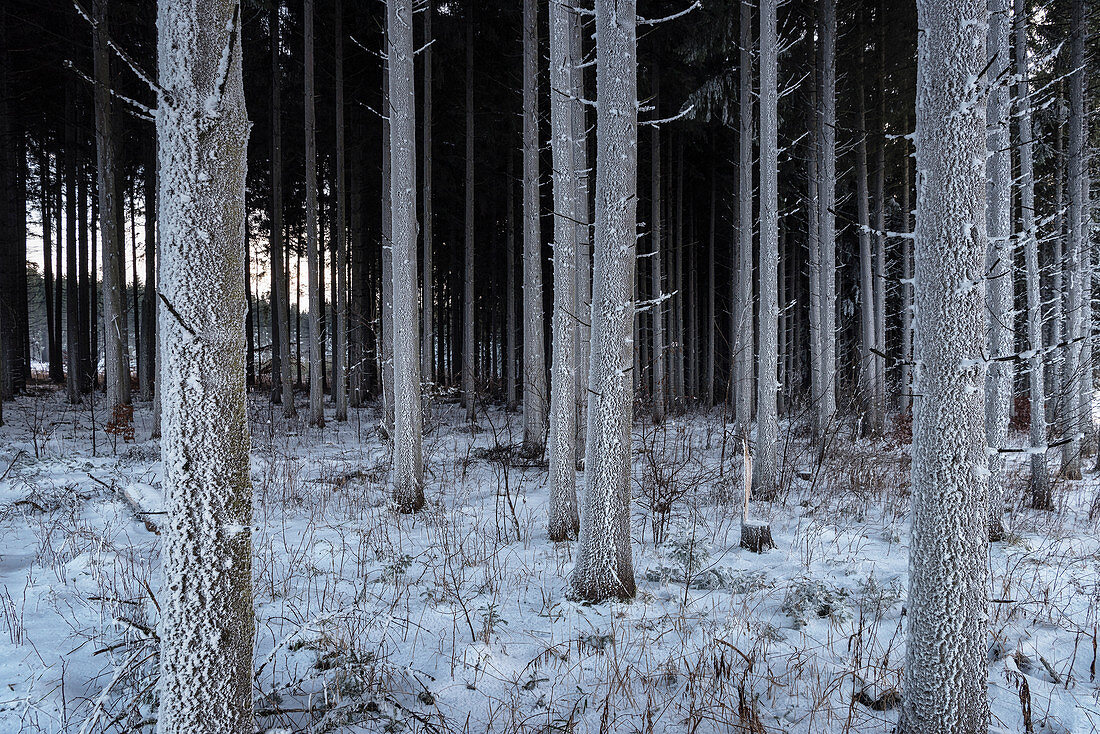 Frost an Rinde der Bäume, Naturpark Oberes Donautal im Winter, Schwäbische Alb, Baden-Württemberg, Deutschland, Europa