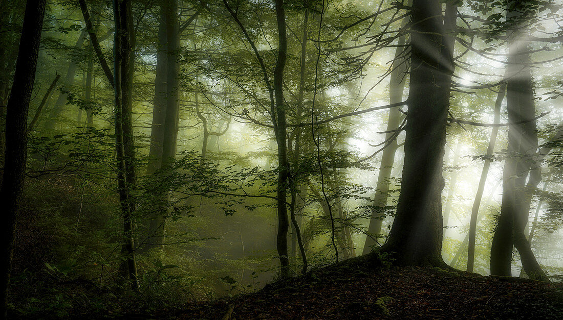 Geheimnisvoller Morgen im Buchenwald, Wald in Bayern, Deutschland