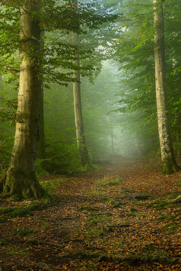Morning mood in the spring beech forest, Bavaria, Germany