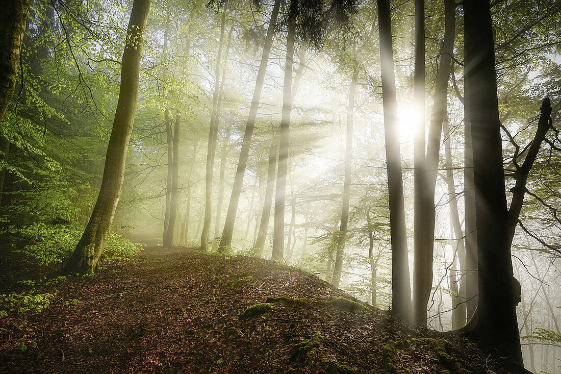 Sonnenstrahlen im morgendlichen Buchenwald, Wald in Bayern, Deutschland