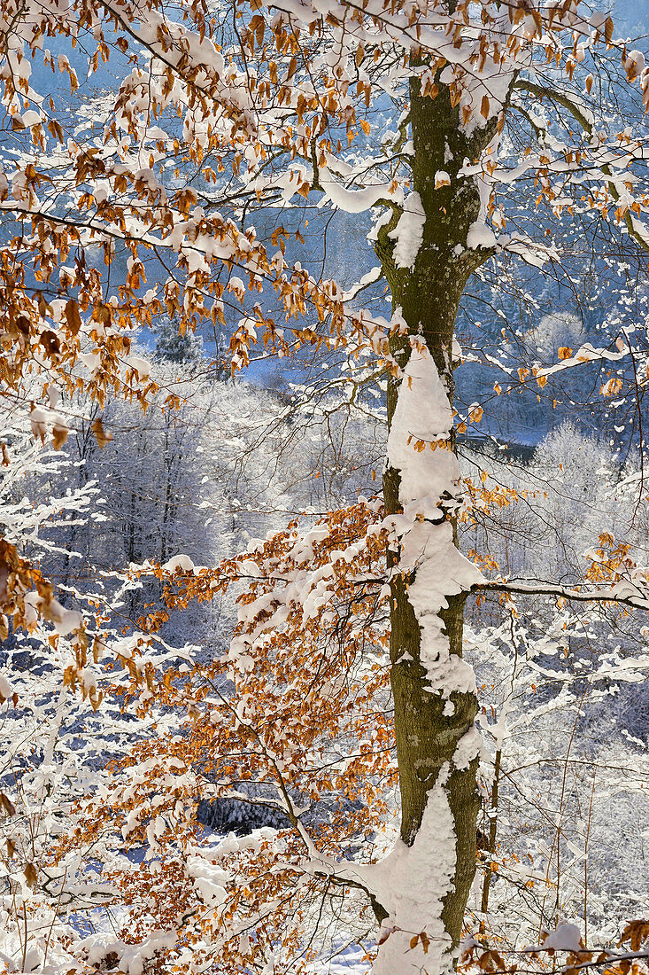 Rotbuche am Isarhochufer im Winterkleid, Wald bei Baierbrunn, Bayern, Deutschland