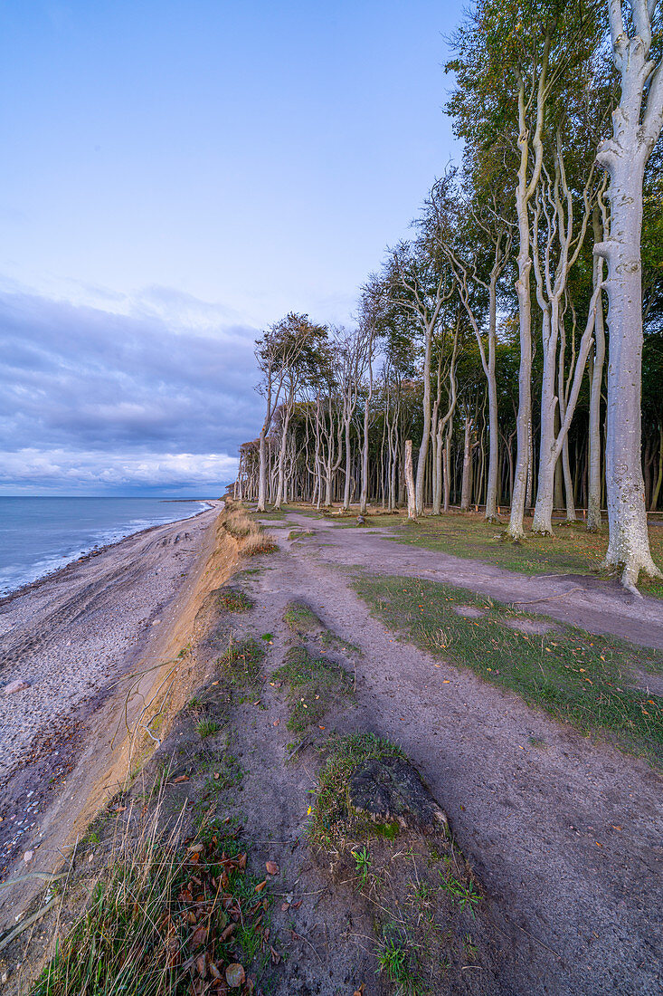 Autumn in the ghost forest on the German Baltic Sea coast, between Nienhagen and Heiligendamm, Germany, Europe.