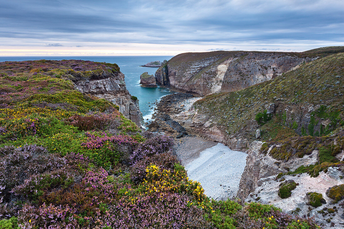 Heathland at Cap Frehel in the flowering season in summer. Brittany, France