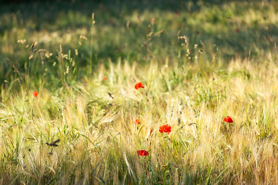 Poppies in the cornfield in Calvados, Normandy