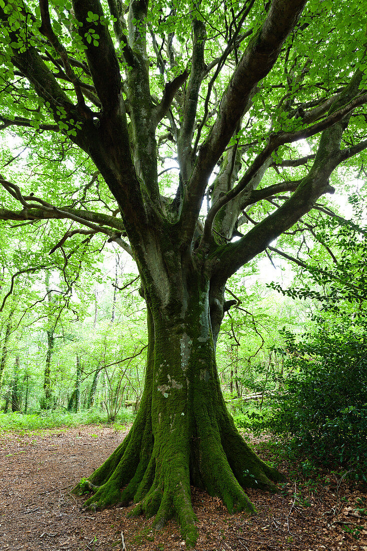 Alte Buche im Wald von Saint-Sauveur-le-Vicomte, Cotentin Halbinsel, Normandie, Frankreich