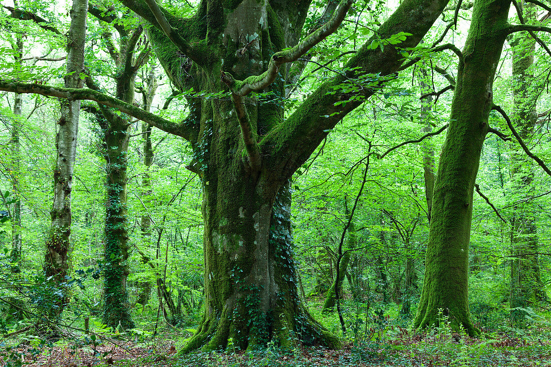 Alte Buche im Wald von Saint-Sauveur-le-Vicomte, Cotentin Halbinsel, Normandie, Frankreich