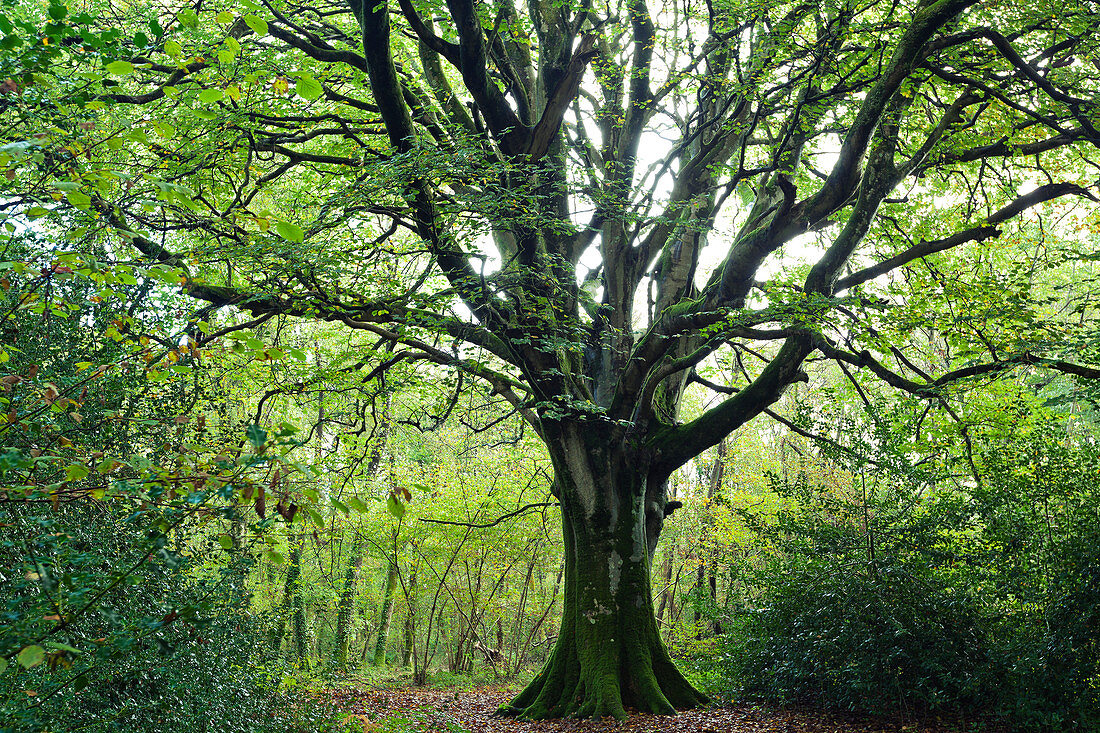 Alte Buche im Wald von Saint-Sauveur-le-Vicomte, Cotentin Halbinsel, Normandie, Frankreich