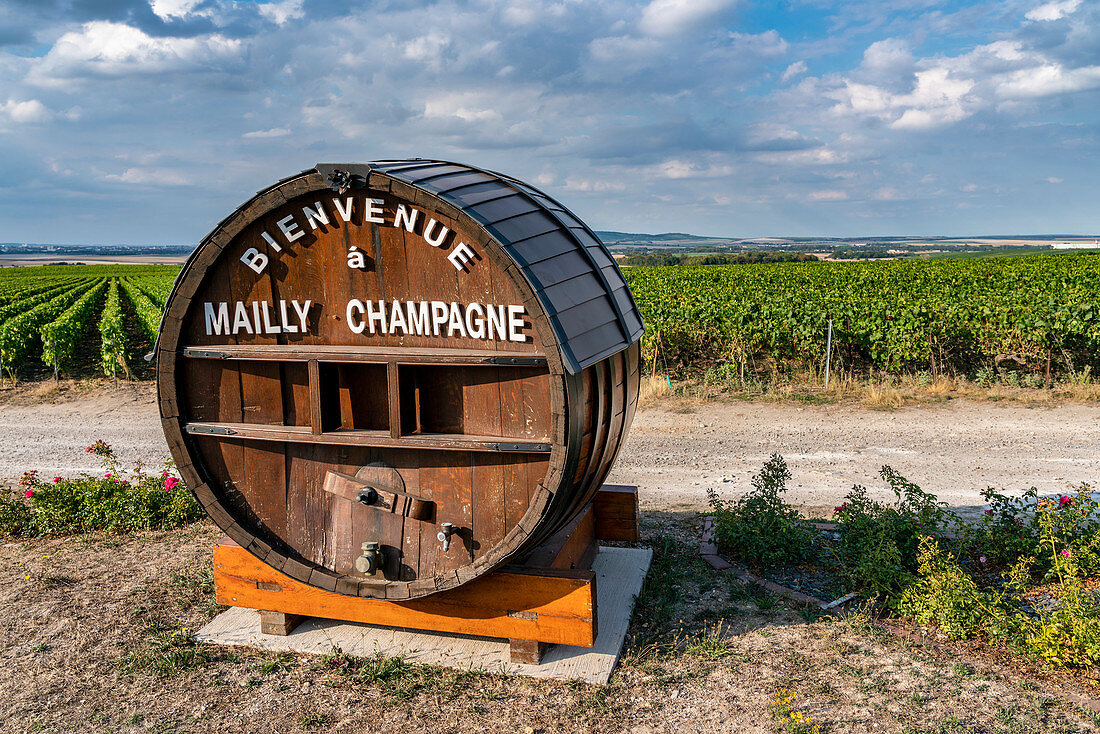 Weinanbau in der Champagne, Montagne de Reims, Route du Champagne, Mailly Champagne, Frankreich