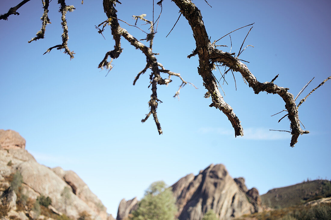 Zweige im Pinnacles National Park, Kalifornien, USA