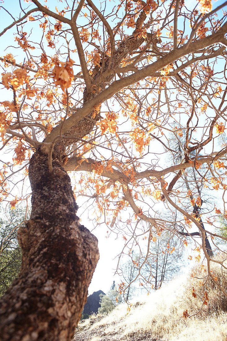 Autumn tree in Pinnacles National Park, California, USA.