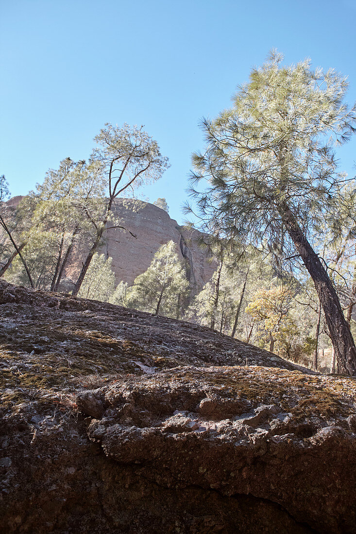 Rocks and trees in Pinnacles National Park, California, USA.