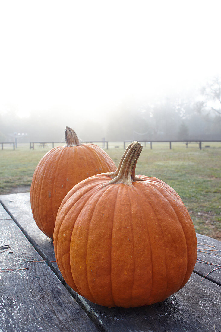 Pumpkins in the morning mist at Point Reyes, California, USA.