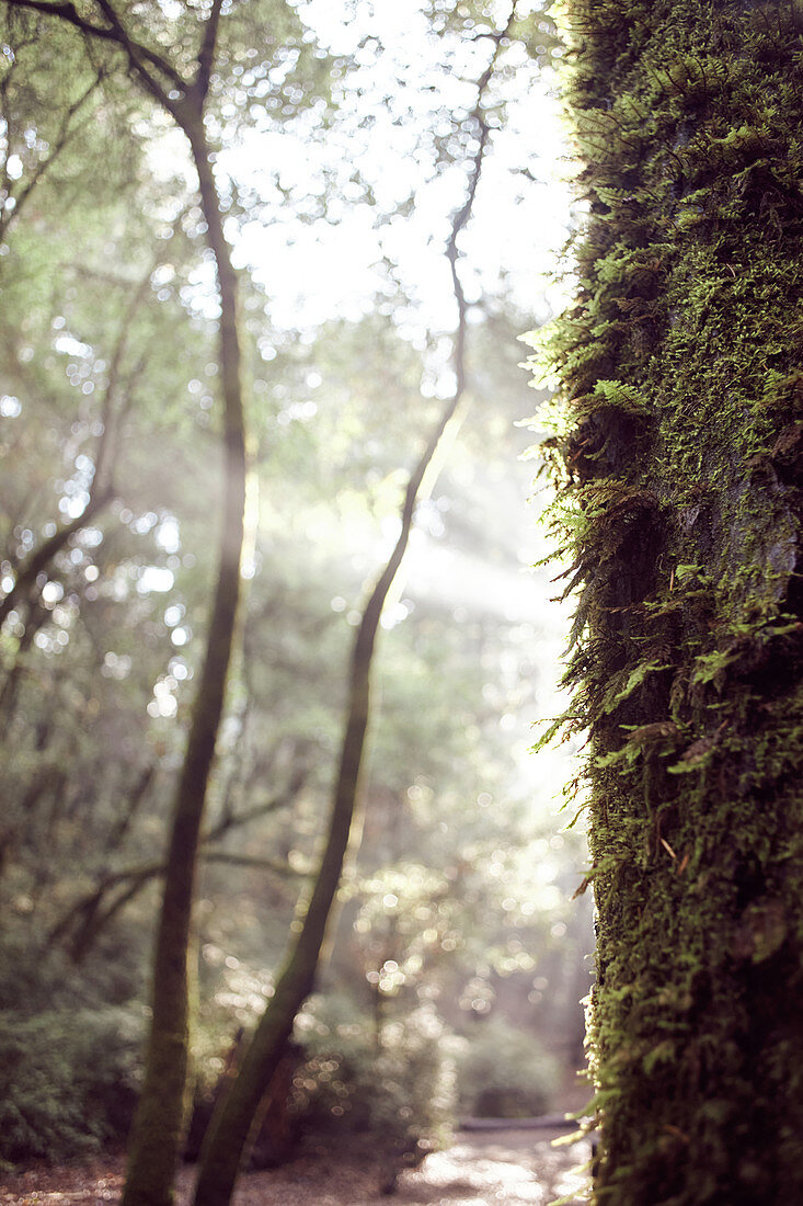 Moosiger Baumstamm und Sonnenstrahlen im morgendlichen Wald, Big Basin State Park, Kalifornien, USA.