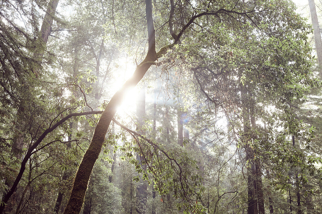 Sonnenstrahlen im morgendlichen Wald, Big Basin State Park, Kalifornien, USA