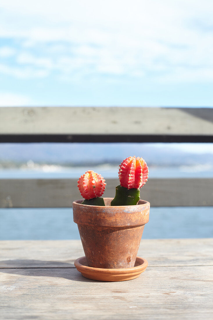 Kakteen als Tischdeko auf dem Stearns Wharf in Santa Barbara, Kalifornien, USA