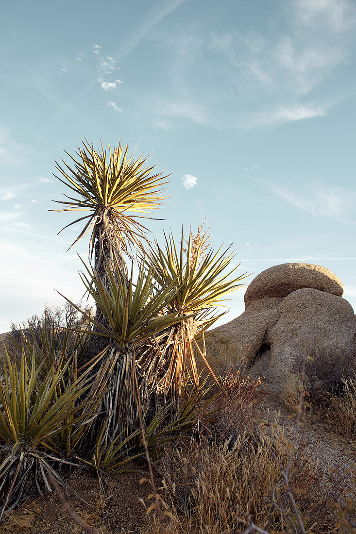 Felsen und Joshua Trees am Abend im Joshua Tree Park, Kalifornien, USA