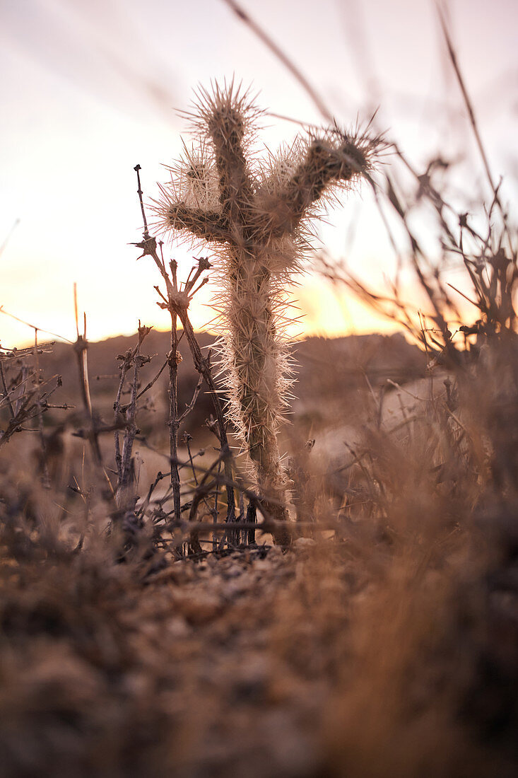 Kleiner Kaktus bei Sonnenaufgang im Joshua Tree Park, Kalifornien, USA