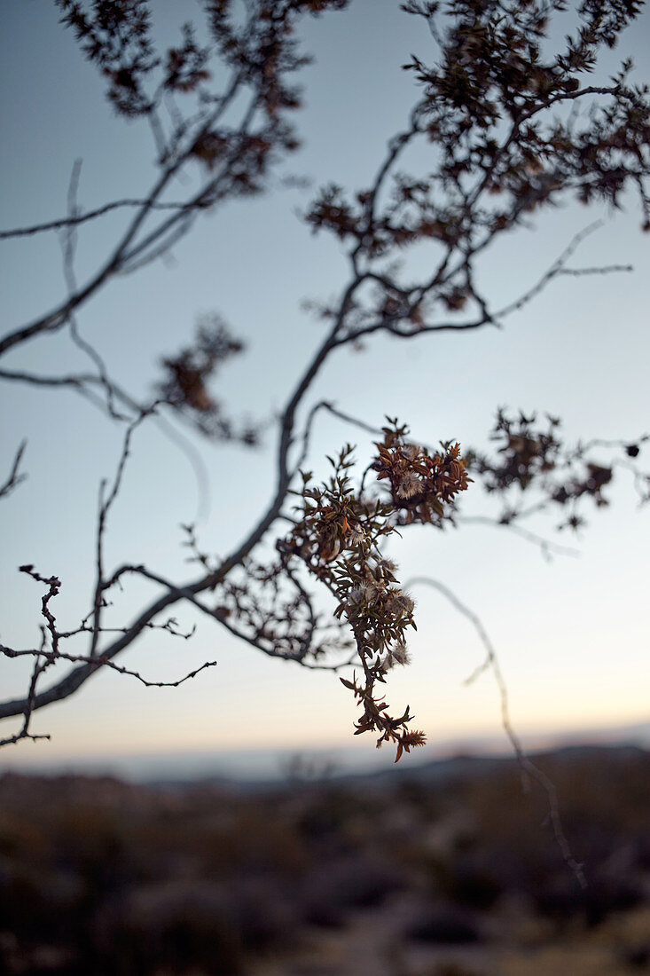 Zweig kurz vor Sonnenaufgang im Joshua Tree Park, Kalifornien, USA