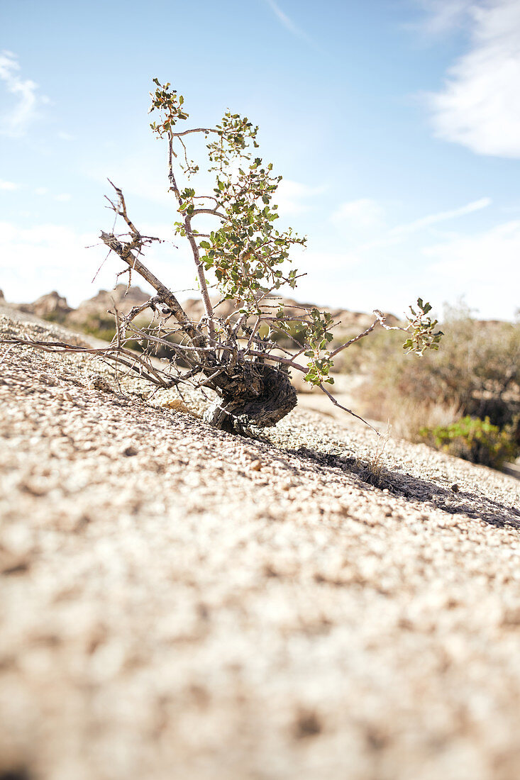 Young plant growing on a rock of Jumbo Rocks in Joshua Tree Park, California, USA.