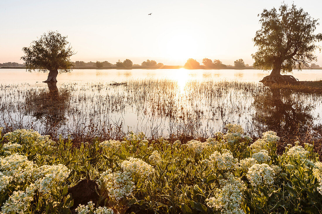 Danube Delta: sunset in April, Mila 23, Tulcea, Romania.