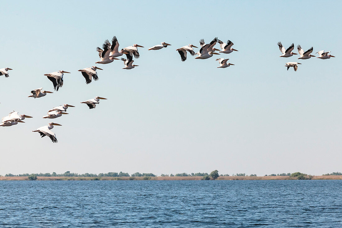 Danube Delta: A flock of pelicans over Lacul Babina, Mila 23, Tulcea, Romania.