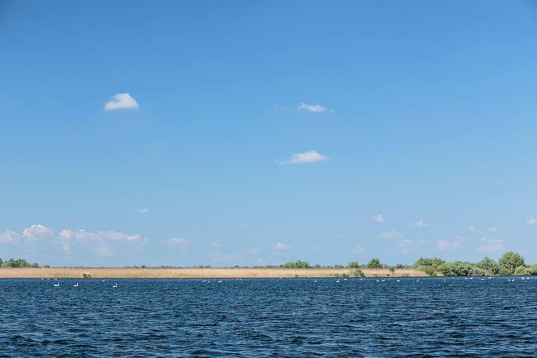 Schwäne auf dem See Lacul Ligheanca im Donaudelta im April, Mila 23, Tulcea, Rumänien.