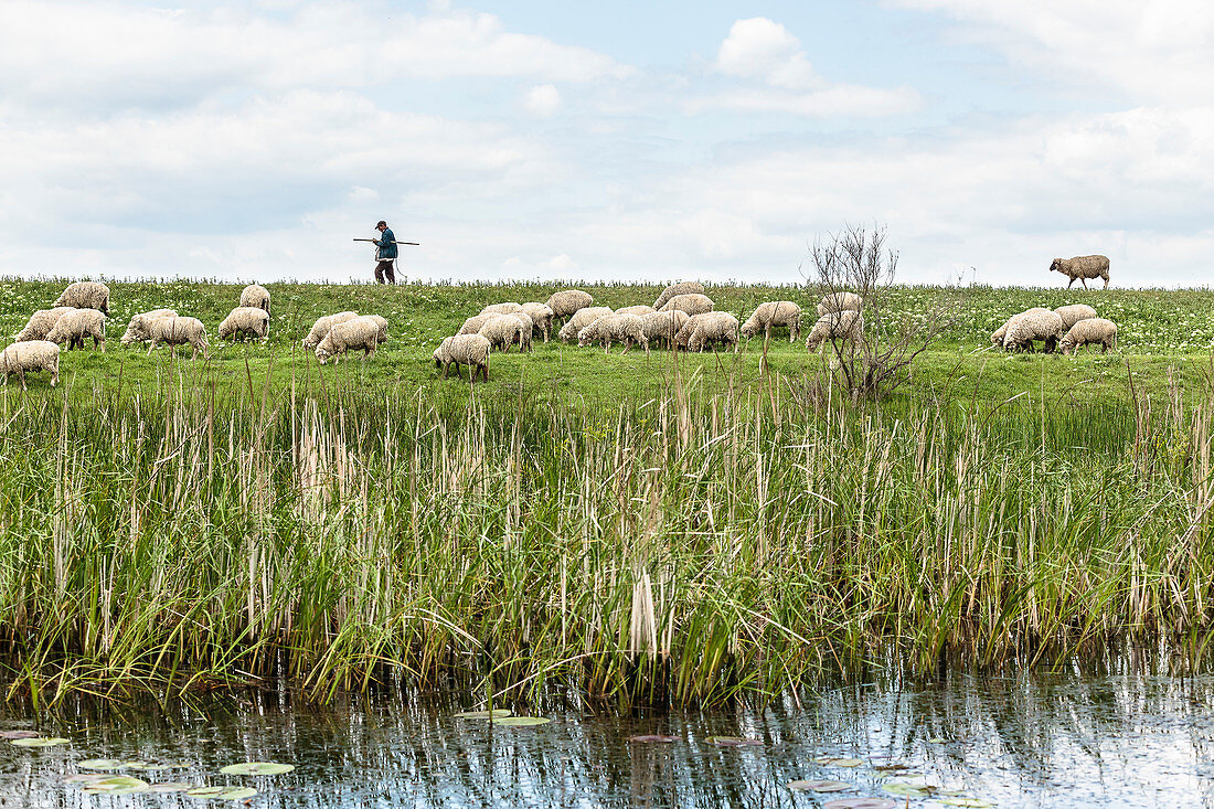 Shepherd with his flock of sheep on a canal bank in the Danube Delta in April, Canalul Stipoc, Mila 23, Tulcea, Romania.