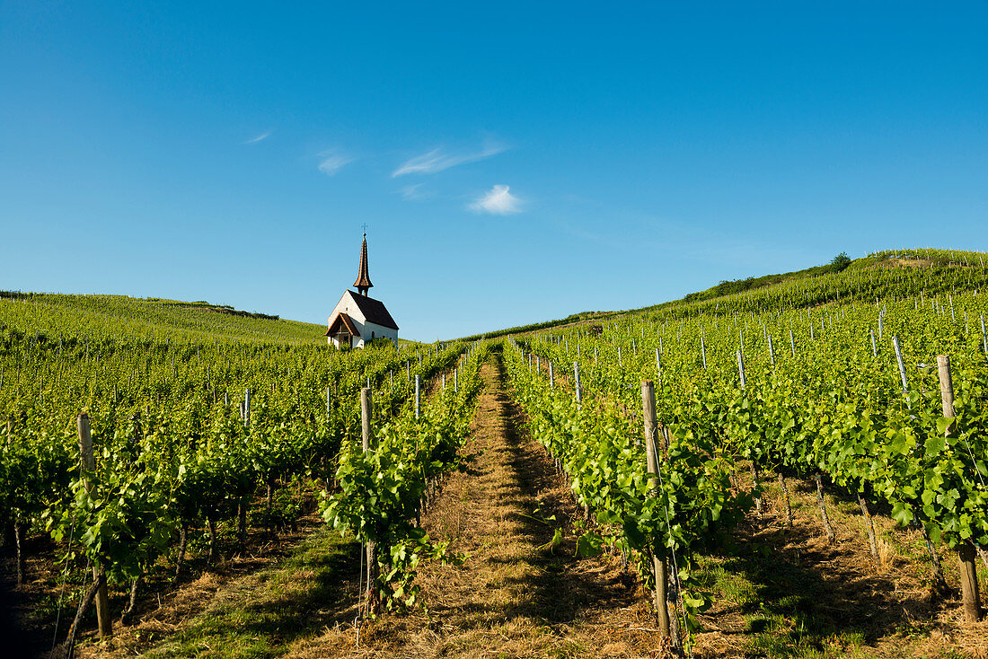 Chapel in the vineyards, Eichert Chapel, Jechtingen, Kaiserstuhl, Baden-Württemberg, Germany