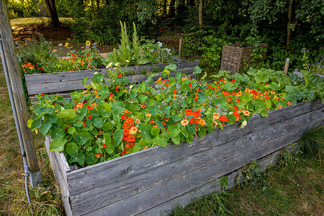 Kapuzinerkresse in einem Hochbeet, Selbstgemachtes mit Kräutern aus dem eigenen Garten