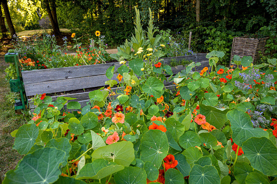 Kapuzinerkresse in einem Hochbeet, Selbstgemachtes mit Kräutern aus dem eigenen Garten