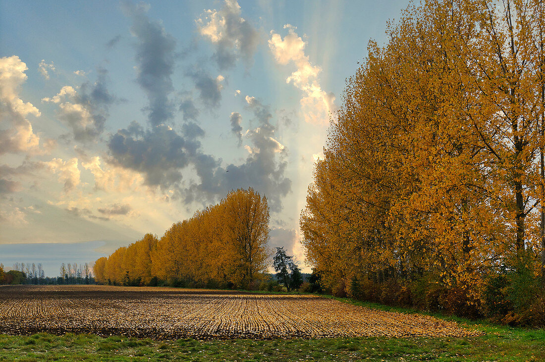 Schoenewalde OT Dubro, Elbe Elster district, Land Brandenburg, Germany