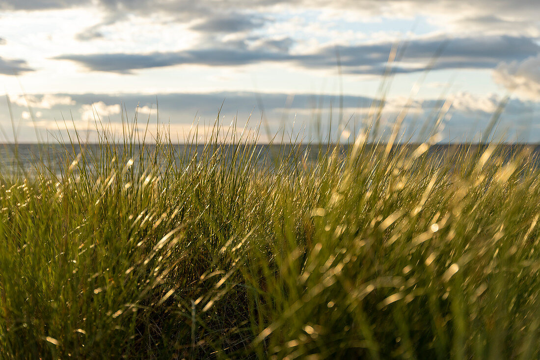 Afternoon mood on the west beach of Darß in the Western Pomerania Lagoon Area National Park, Fischland-Darß-Zingst, Mecklenburg-Western Pomerania, Germany, Europe.