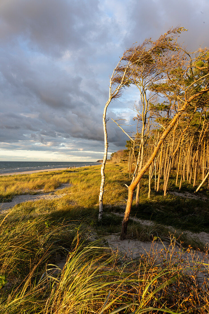 Nachmittagsstimmung am Weststrand vom Darß im Nationalpark vorpommersche Boddenlandschaft, Fischland-Darß-Zingst, Mecklenburg-Vorpommern, Deutschland, Europa.