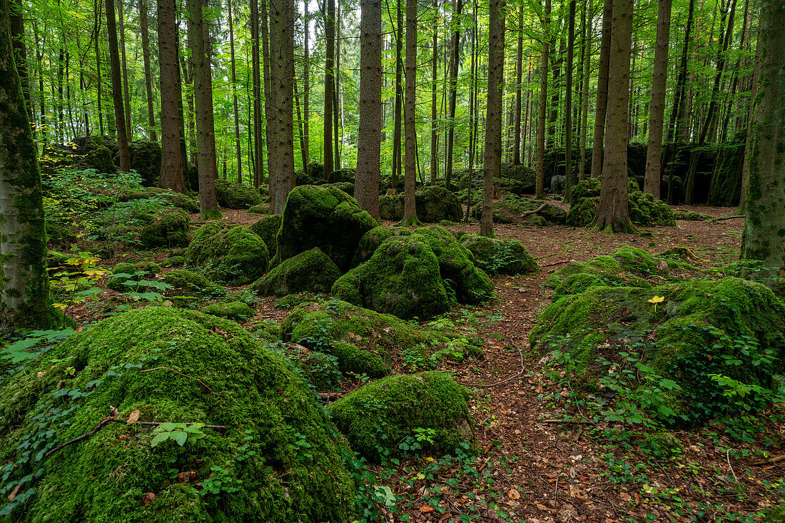 Boulders in the druid's grove, forest in the franconian Switzerland, Bavaria, Germany, Europe