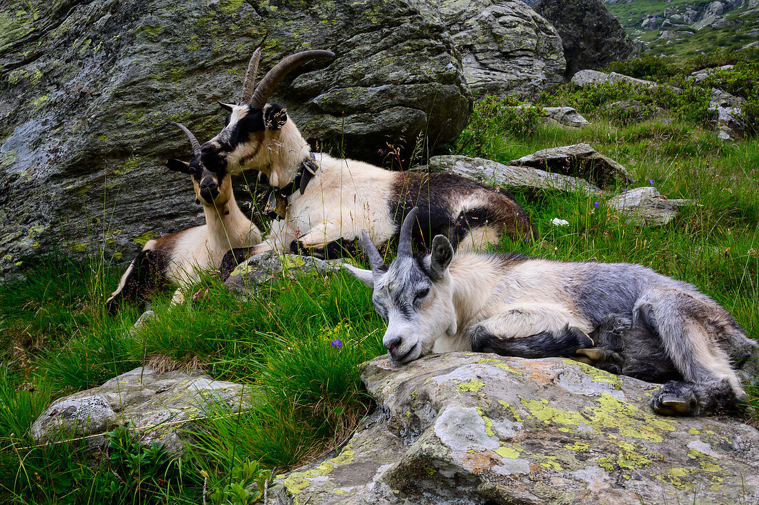Ziegen an der Oberkaseralm, Naturpark Texelgruppe, Südtirol, Italien