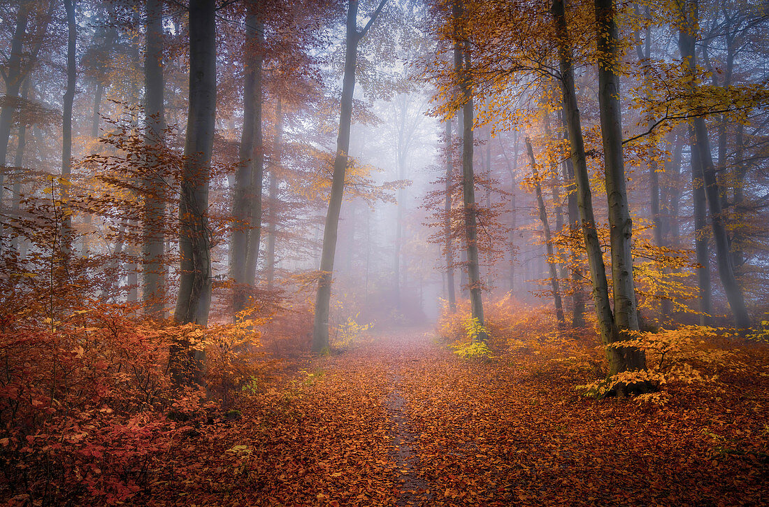 European beech forest in November, Baierbrunn, Bavaria, Germany