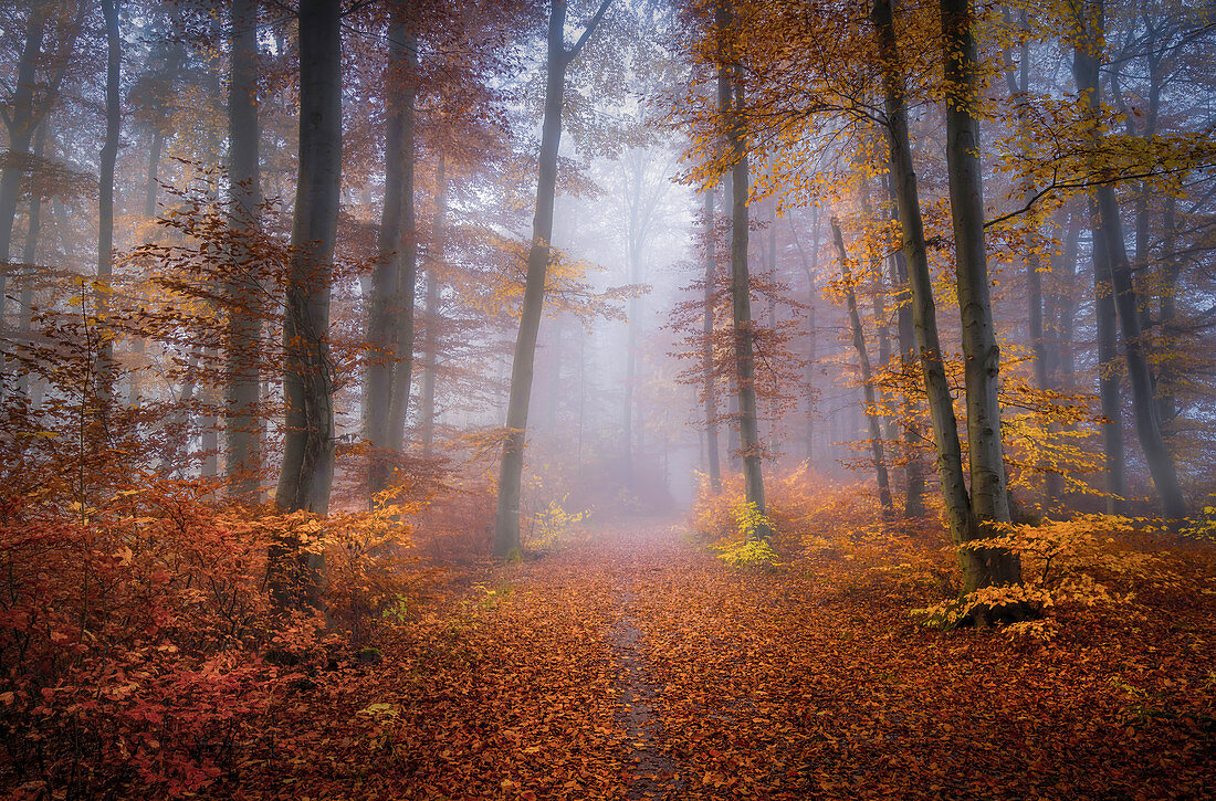 Rotbuchenwald im November, Wald bei Baierbrunn, Bayern, Deutschland