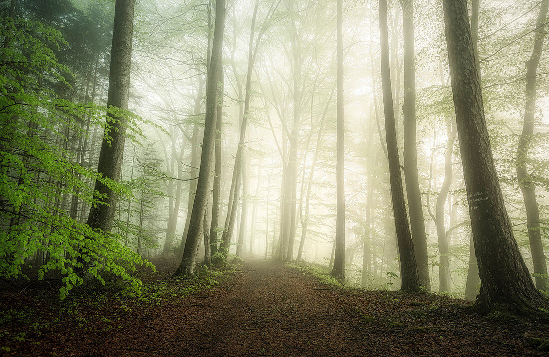 Fog and sunlight in the forest in springtime, Baierbrunn, Bavaria, Germany
